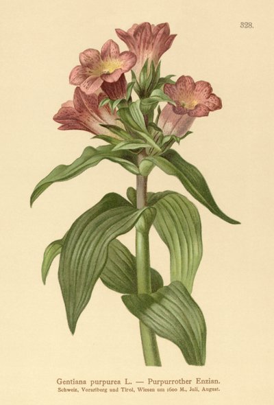 Purple Gentian by German School